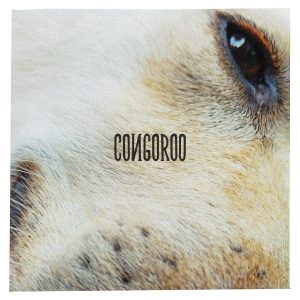 CONGOROO nach erfolgreichem Neustart: neue Single "206 Dogs"