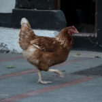 The Max Martins beim Sommerfest in Oer Erkenschwick - Fotos The Max Martins beim Sommerfest in Oer Erkenschwick - Fotos